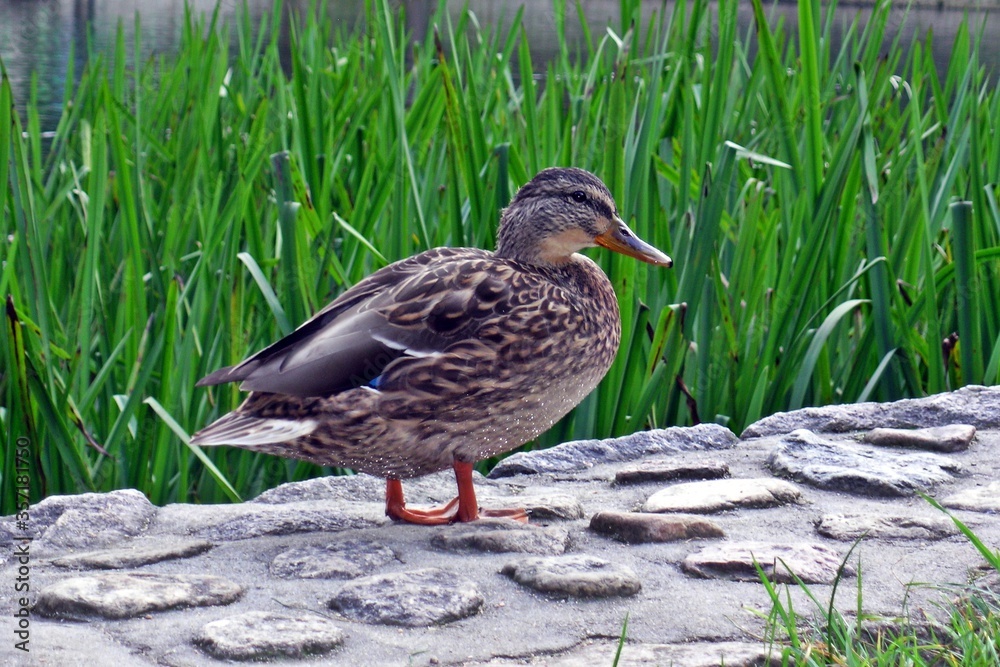 Fototapeta premium Kaczka