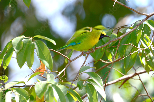 Blue-winged Leafbird on a branch