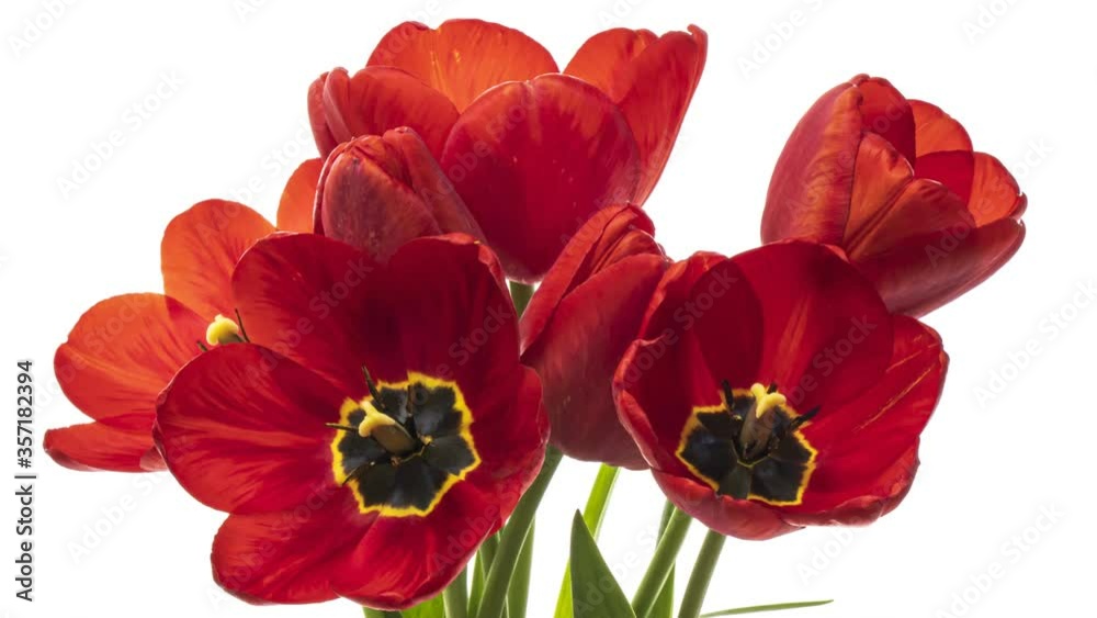 Beautiful red tulip flowers background. Beautiful bouquet of Red tulips on a white background. Timelapse of red tulip flowers opening. Springtime. Mother's day, Holiday, Love, birthday, Easter backgro
