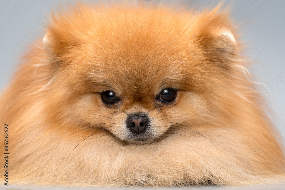 Pomeranian dog Pomeranian dog