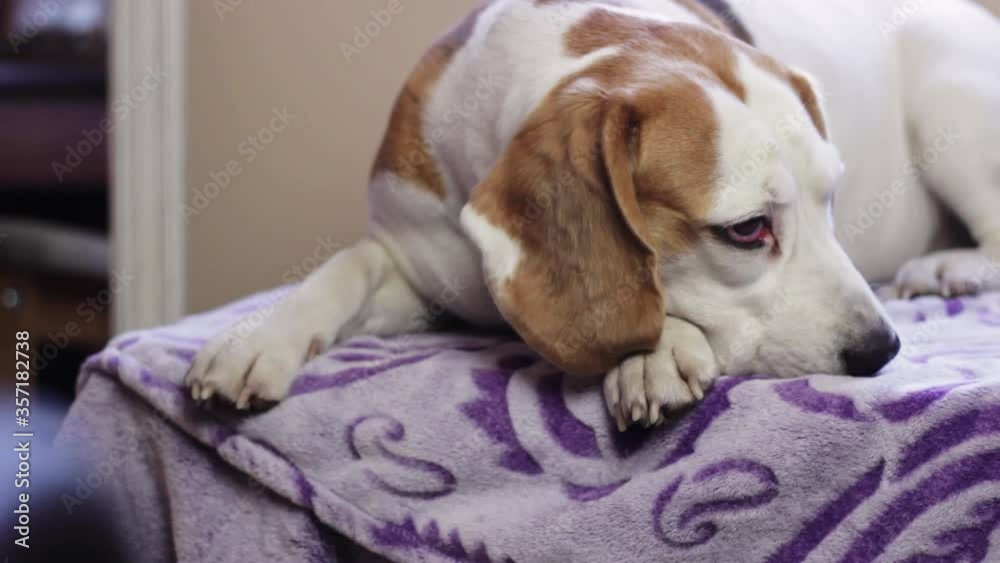 Beagle lying on the edge of a sofa and putting its head on its paw Beagle lying on the edge of a sofa and putting its head on its paw
