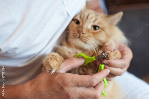 red cat's nails are cut with special scissors