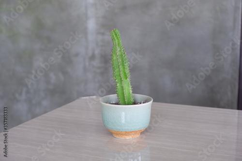 aloe vera plant