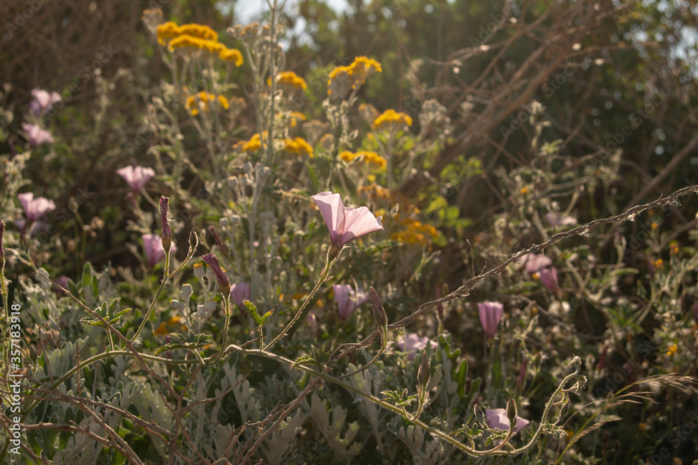 spring-summer yellow and pink coastal flowers with sunlight spring-summer yellow and pink coastal flowers with sunlight