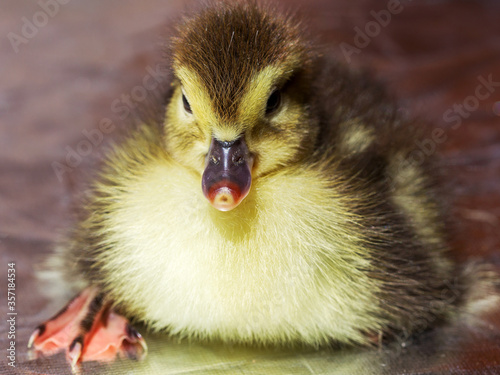 Cute little yellow goslings  selective soft focus