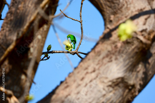 golden-fronted leafbird on a branch photo