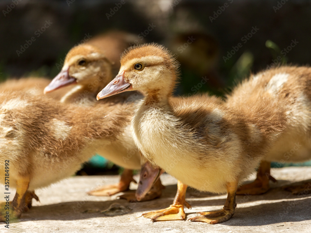 Cute little yellow goslings, selective soft focus Cute little yellow goslings, selective soft focus
