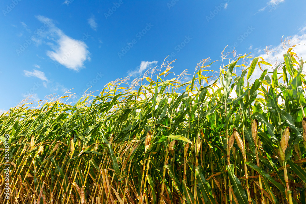 Fototapeta premium Corn field, corn on the cob. Selective Focus