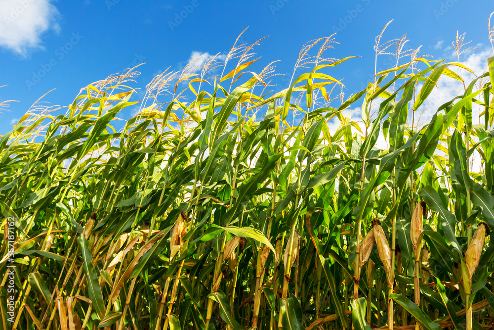Corn field, corn on the cob. Selective Focus Corn field, corn on the cob. Selective Focus