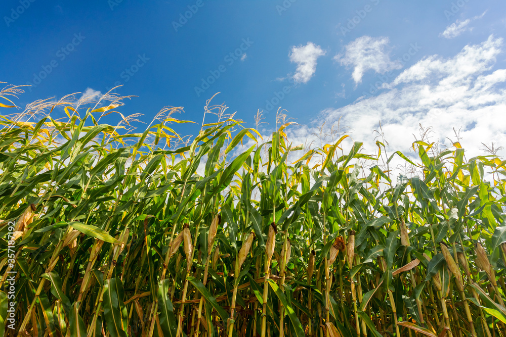 Corn field, corn on the cob. Selective Focus Corn field, corn on the cob. Selective Focus