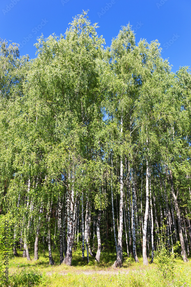 Fototapeta premium Authentic beautiful summer landscape birch grove on a clear sunny day