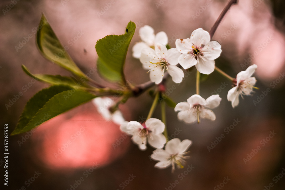 cherry tree blossom cherry tree blossom