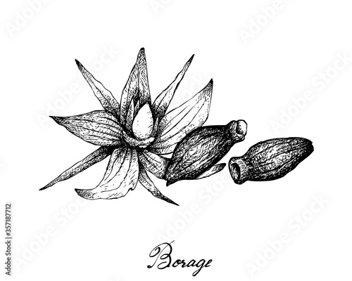 Illustration Hand Drawn Sketch of Borage Seeds and Flowers. The Highest Amounts of Y-Linolenic Acid or GLA of Seed Oils.

