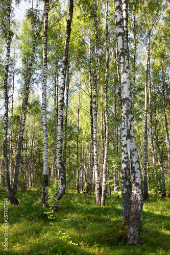 Authentic beautiful summer landscape birch grove on a clear sunny day