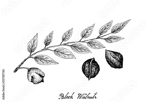 Illustration Hand Drawn Sketch of Black Walnuts or Juglans Nigra on A Tree, Good Source of Dietary Fiber, Vitamins and Minerals.
 photo