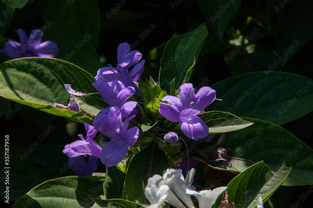 Barleria cristata, the Philippine violet, bluebell barleria or crested ...