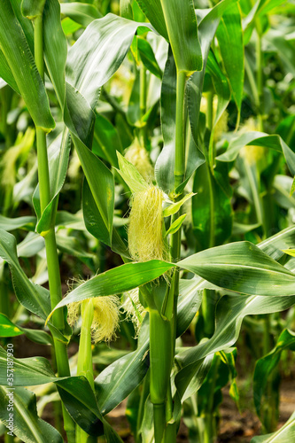 Corn field  corn on the cob. Selective Focus