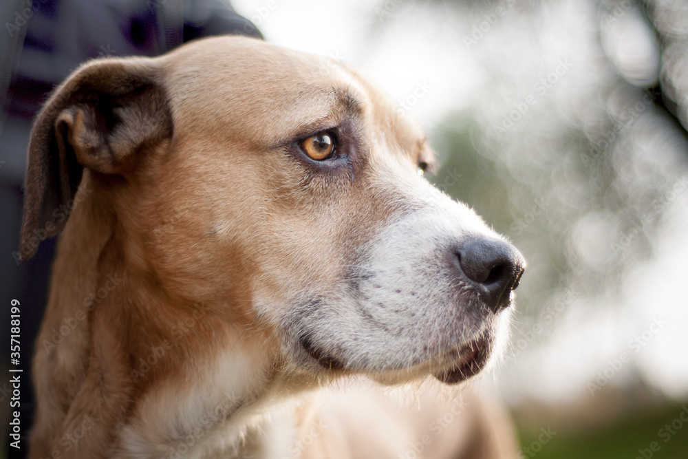 closeup of a light brown and white dog in profile outdoors