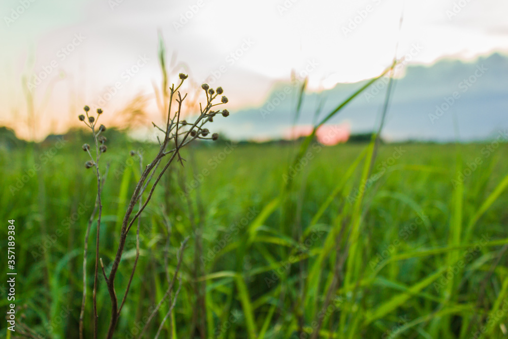 Obraz premium Wild flowers at sunset near the pine forest. Nature, summer.
