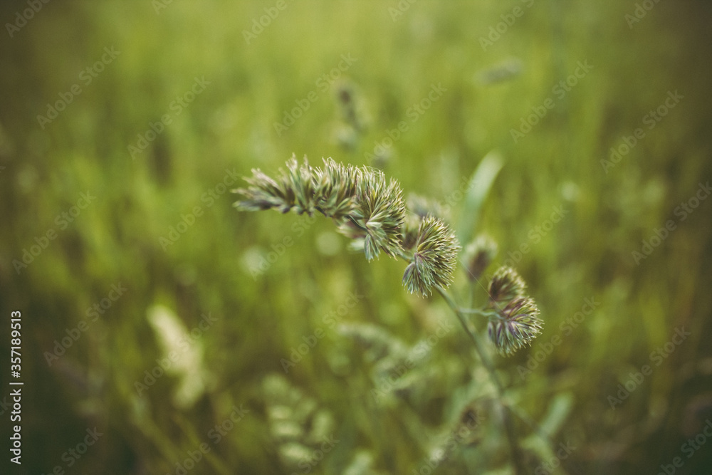 Old wild flower hay meadow in summer Old wild flower hay meadow in summer