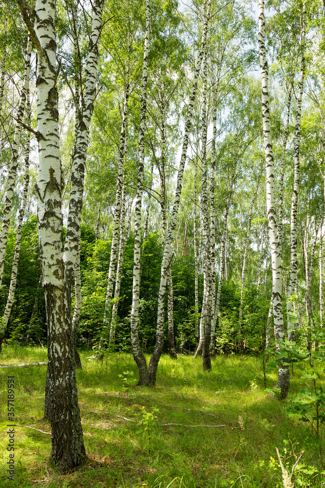 Authentic beautiful summer landscape birch grove on a clear sunny day Authentic beautiful summer landscape birch grove on a clear sunny day