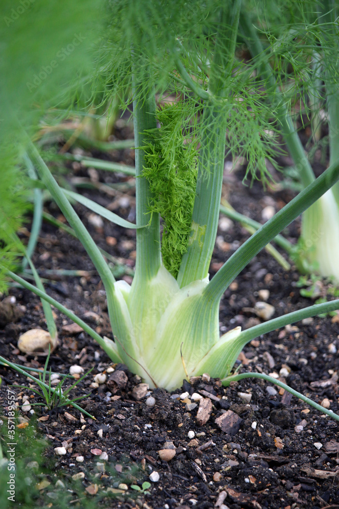 Fototapeta premium Florence fennel bulbs growing