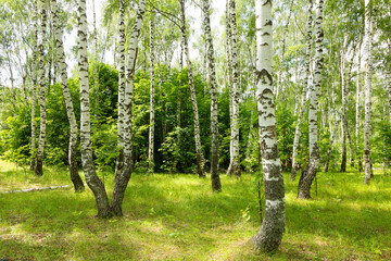 Fotobehang Berkenbos Helder berkenbos op zonnige zomerdag  © Elena