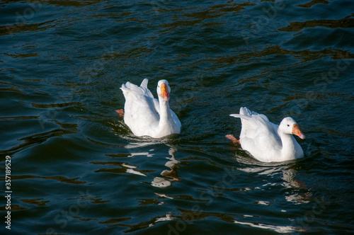 ducks are swimming on the nakki lake of mount abu