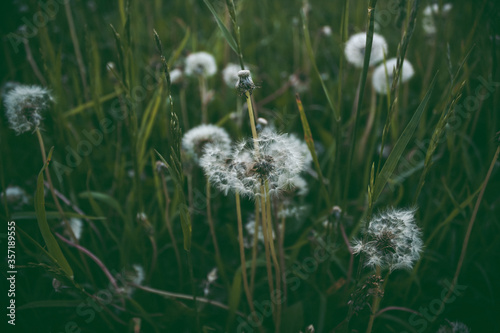 A lot of fluffy beautiful dandelions on a meadow in a field on nature in spring in cool colors, retro vintage colors. Dandelions close-up in dark green pastel color.