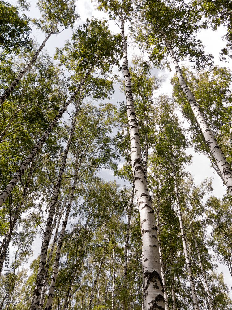 Fototapeta premium Authentic beautiful summer landscape birch grove on a clear sunny day
