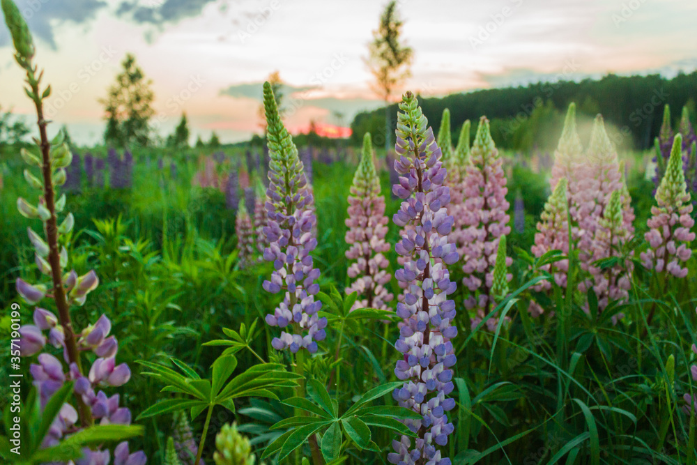 Blooming Lupine Flowers. A Field Of Lupines. Colorful Summer Flower Background.