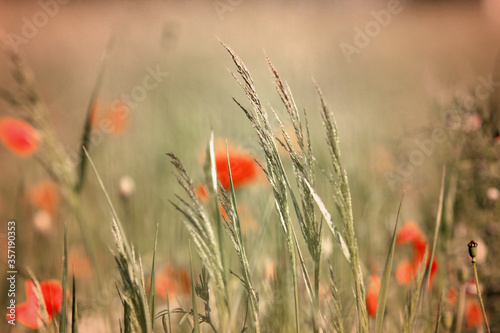 Gräser im Mohnblumenfeld