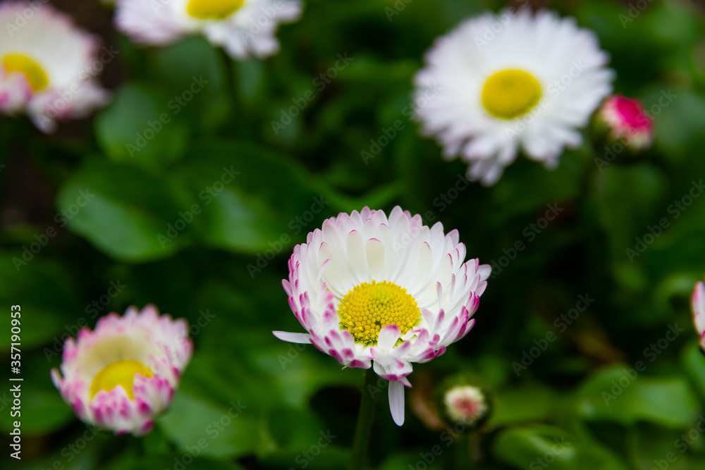 Fototapeta premium daisy flowers in spring on a bright sunny day on a background of green grass