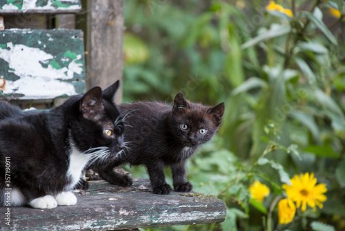 Mother And Kitten Cat Outdoor © Sunnydays