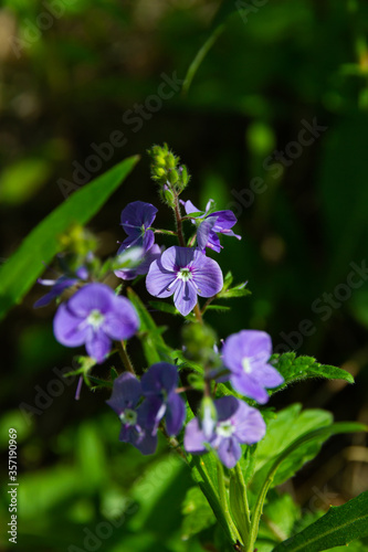 forest violets flower in spring on a bright sunny day on a background of green grass