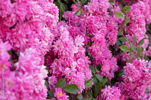 flower garden with amazing pink flowers