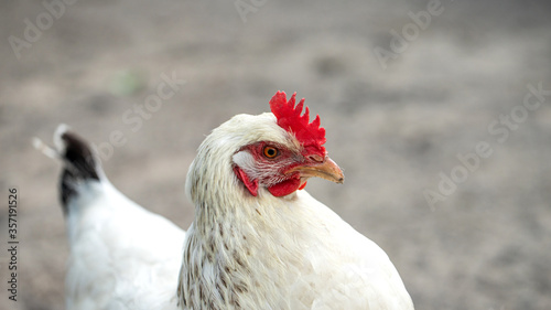 white chicken on the farm