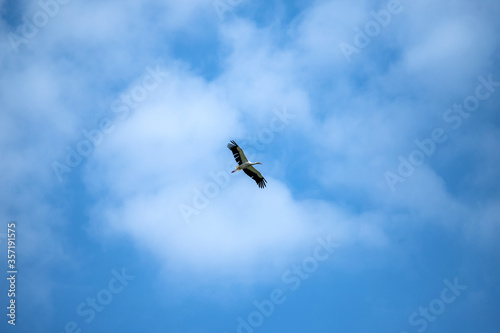 stork flies in the sky