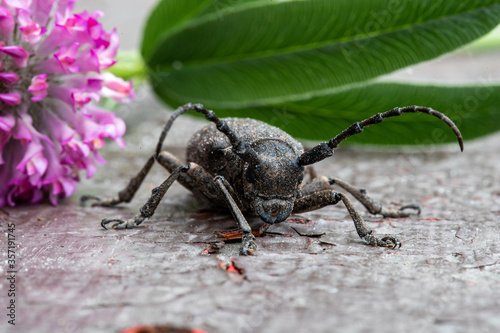 large black mustache beetle, macro © Liubov Kartashova