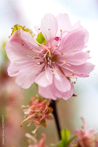 fading sakura flowers
