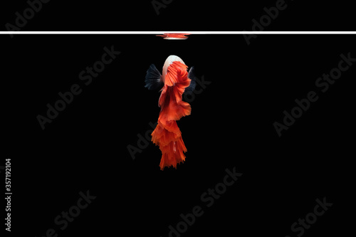Back Side view of betta siamese fighting fish (Halfmoon Rosetail Mascot Red Dragon type) isolated on black background – closeup tail