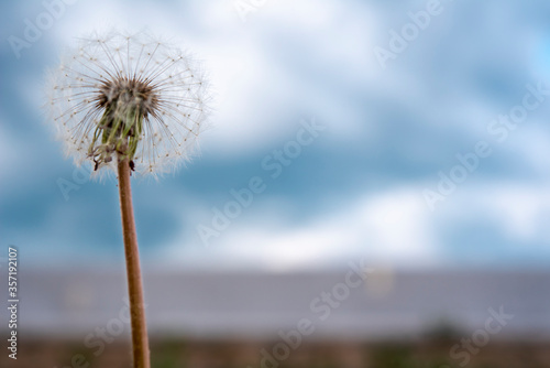 one dandelion on a soft leg against the sky  horizontally