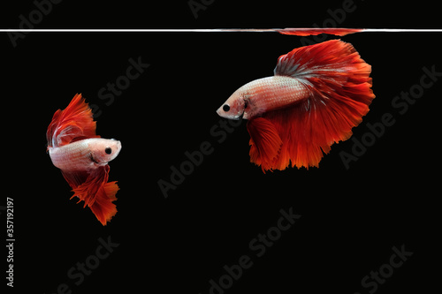 Photo collage flaying and dancing betta siamese fighting fish on a water isolated on black background (Halfmoon Rosetail Mascot Red Dragon type)