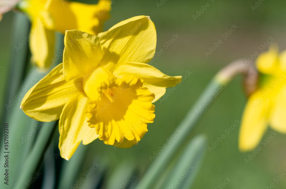 Yellow Narcissus - daffodil on a green background.