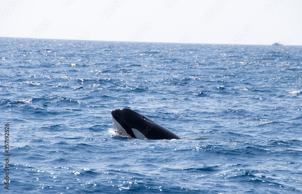 Obraz premium Orca in the water