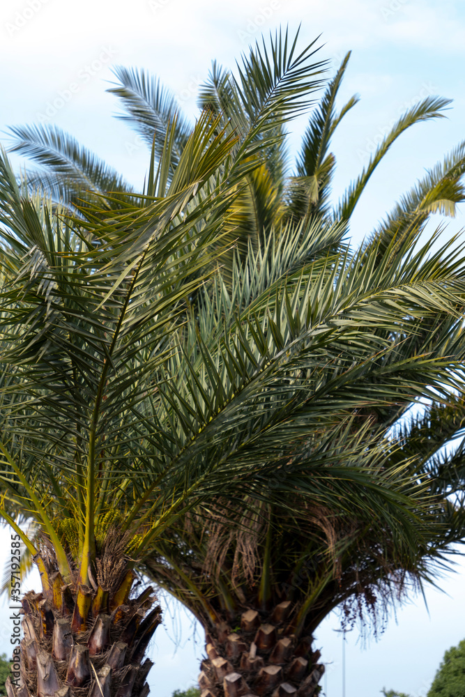 Fototapeta premium palm tree on the beach