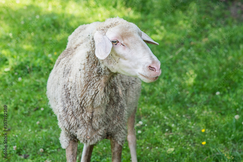 Obraz premium Sheep in nature on meadow