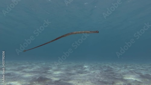 Pipefish slowly swim over sandy bottom in the blue water in sunlight. Broadnosed Pipefish, Snouted Pipefish or High-snouted Pipefish (Syngnathus typhle) Underwater shot. Mediterranean Sea, Europe. photo