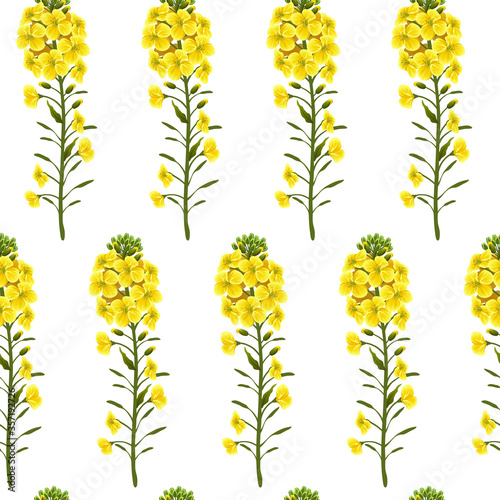 Pattern rape flowers and leaves, canola. Brassica napus. Seamless vector background.