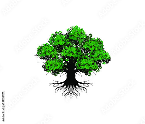 Big oak tree vector isolated on white background.